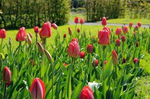 Tulip Darwin Hybrid Red - Bulk Landscaping